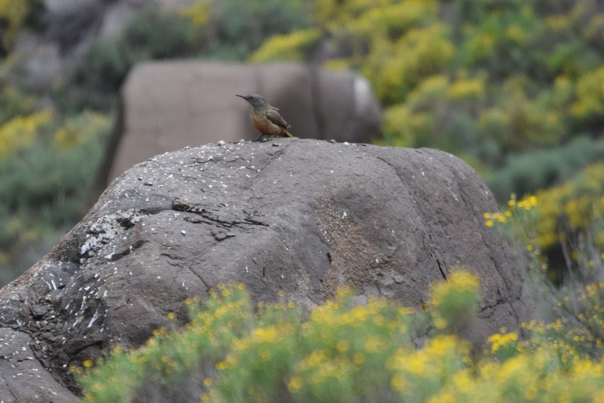 Ground Woodpecker - ML646296366