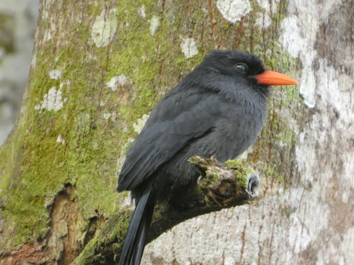 Black-fronted Nunbird - ML646296367