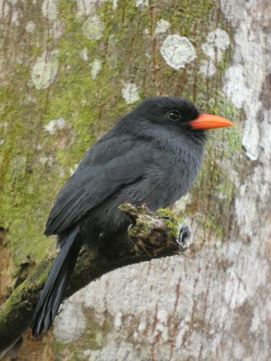 Black-fronted Nunbird - ML646296368