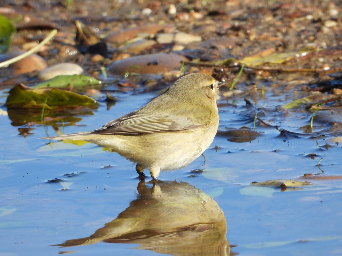 Common Chiffchaff - ML646296369