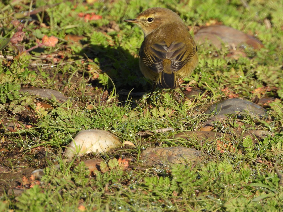 Common Chiffchaff - ML646296370
