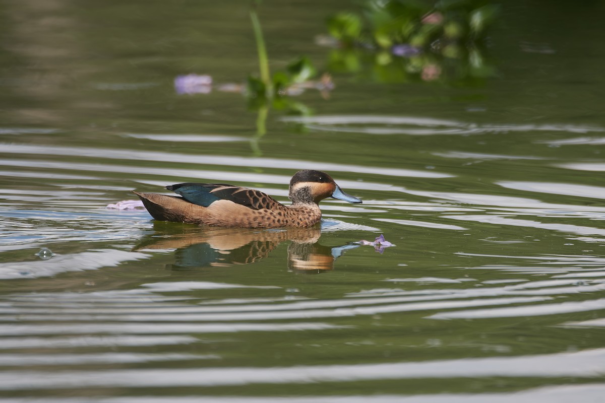 Blue-billed Teal - ML646296371