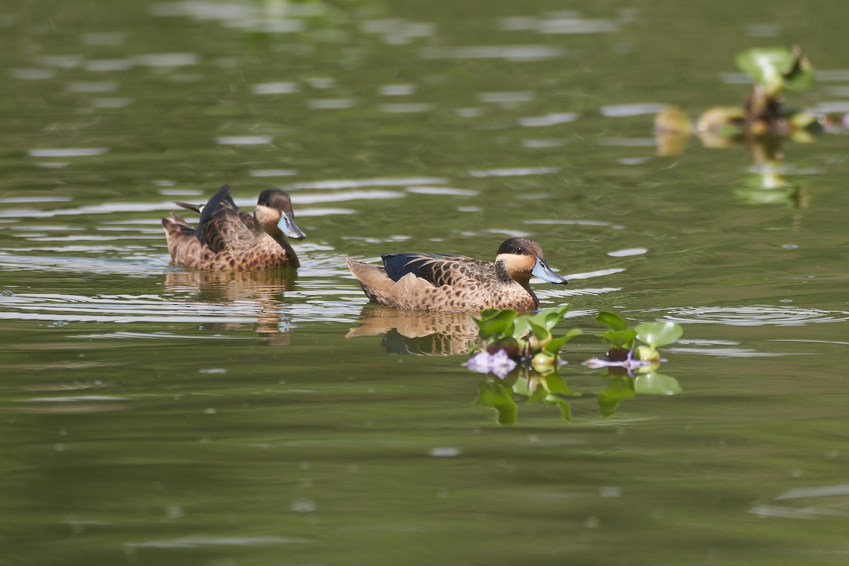 Blue-billed Teal - ML646296372