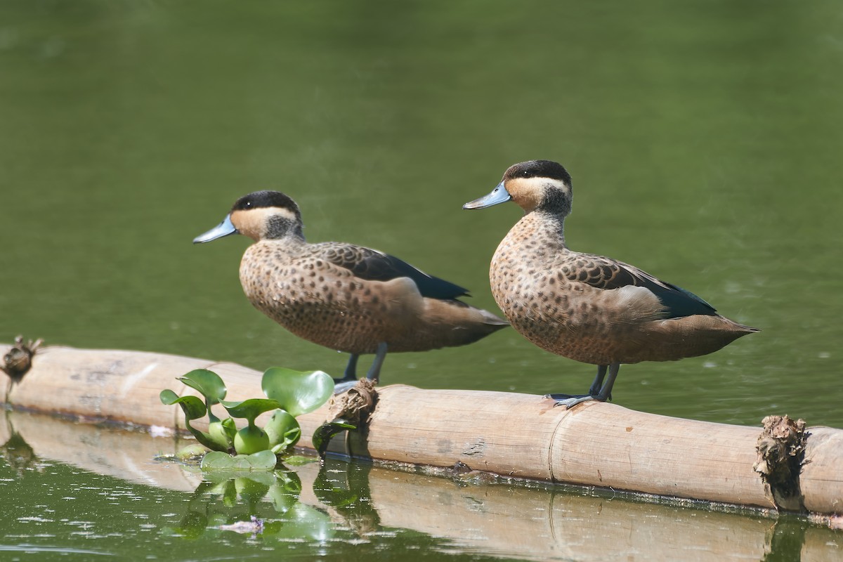 Blue-billed Teal - ML646296373