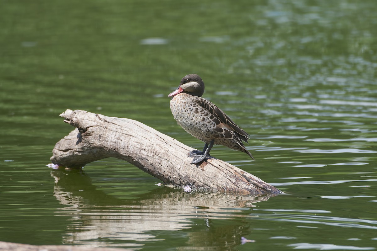 Red-billed Duck - ML646296376