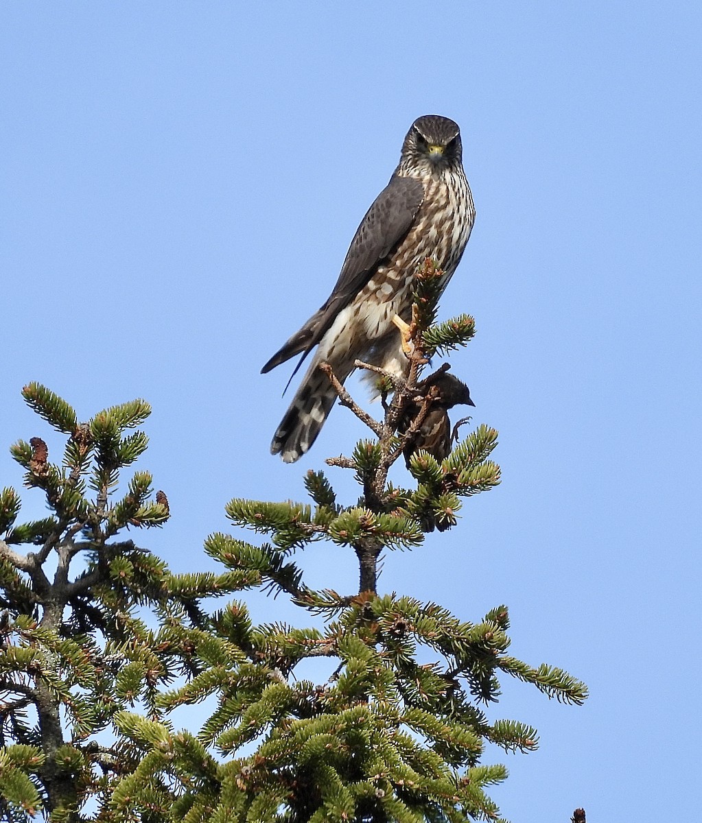 Merlin - ML646296377