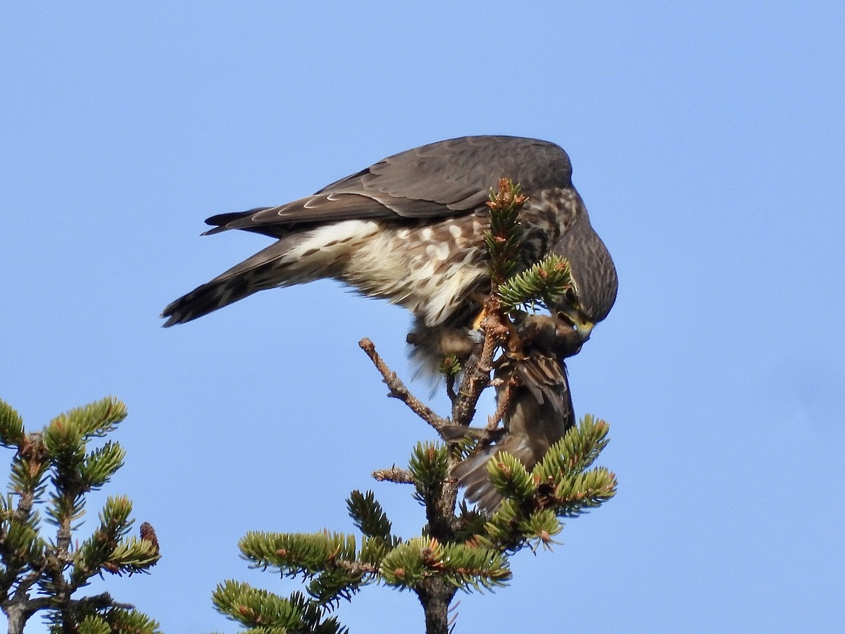 Merlin - ML646296378