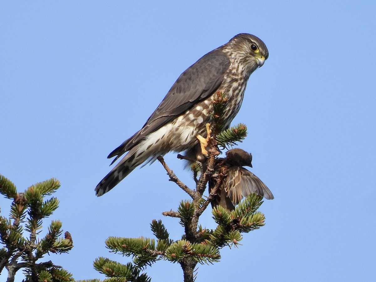 Merlin - ML646296379