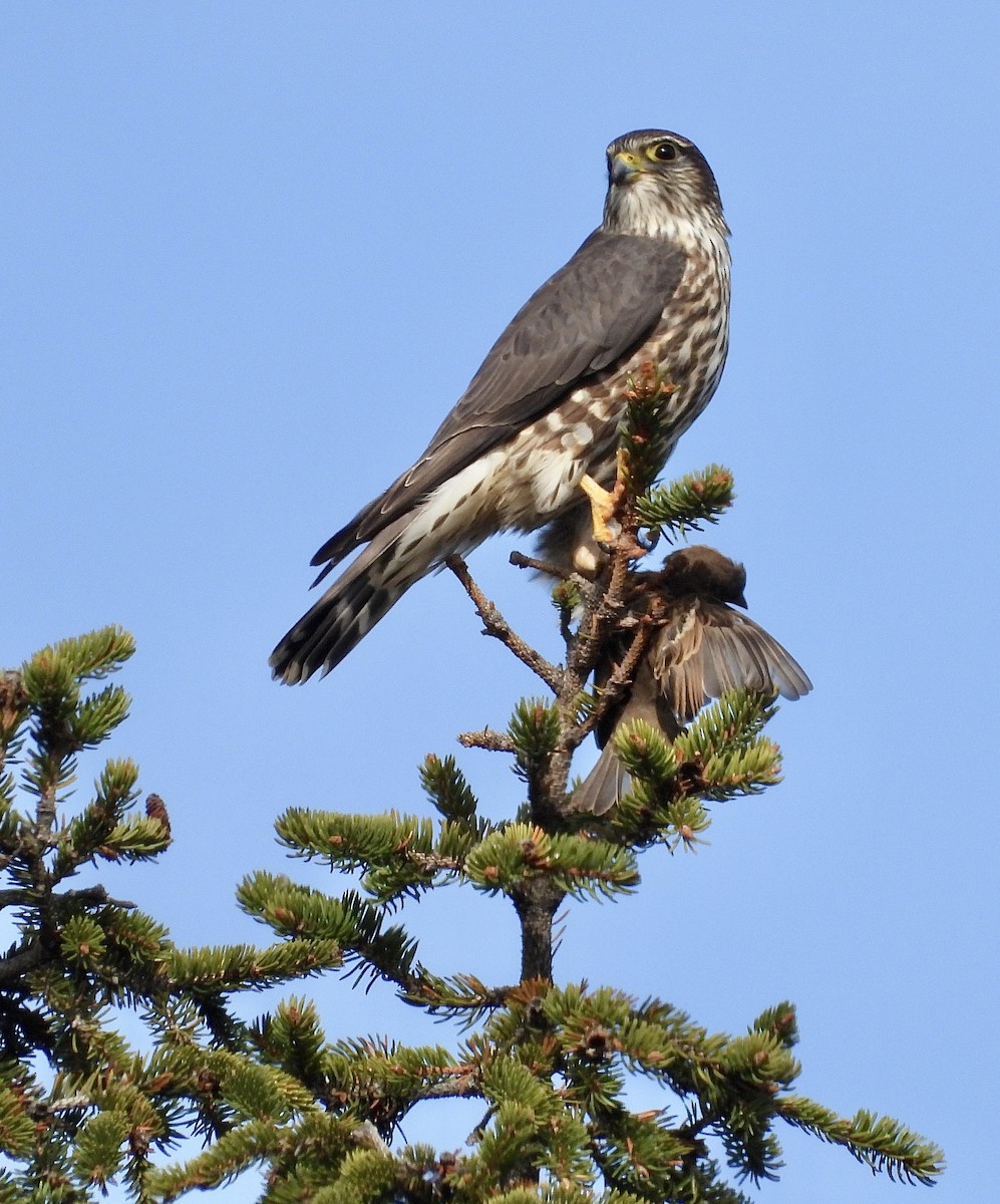 Merlin - ML646296380