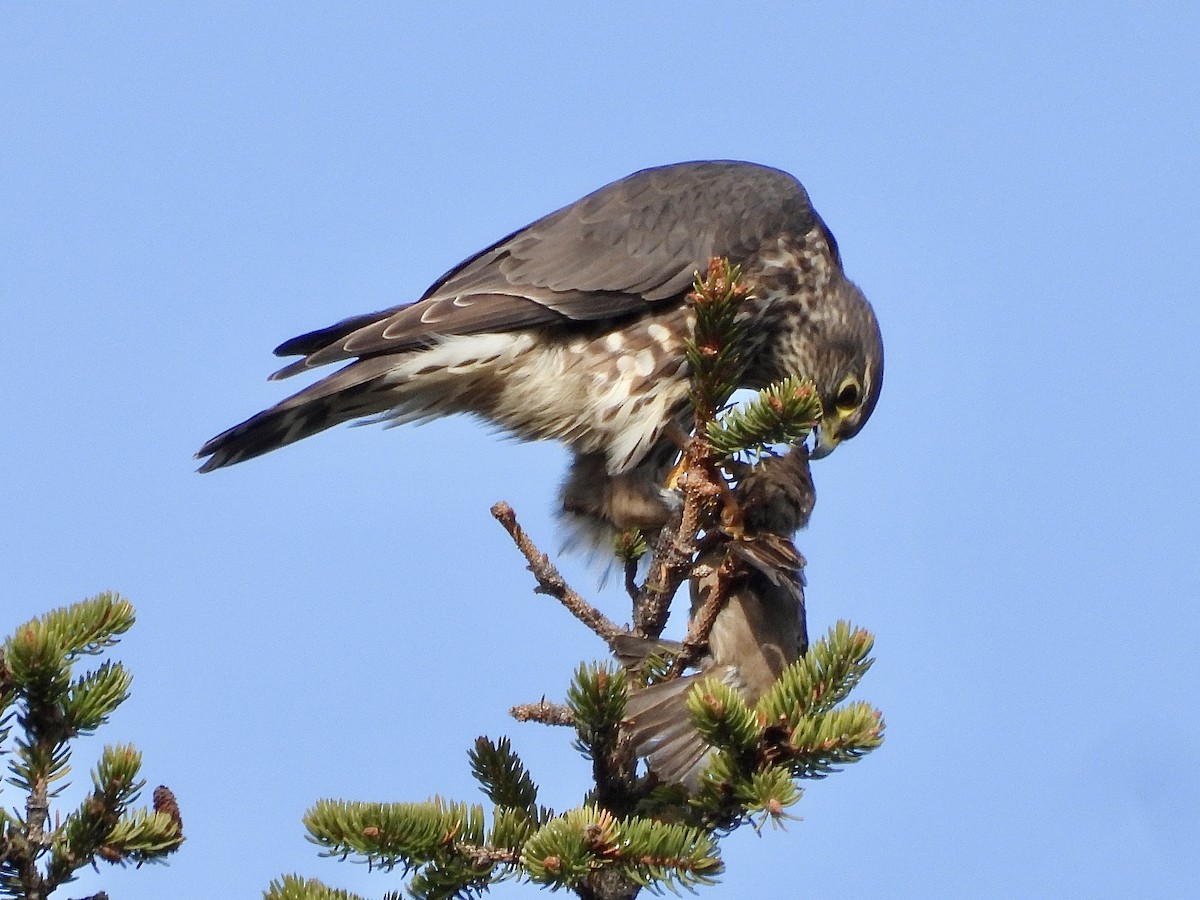 Merlin - ML646296381