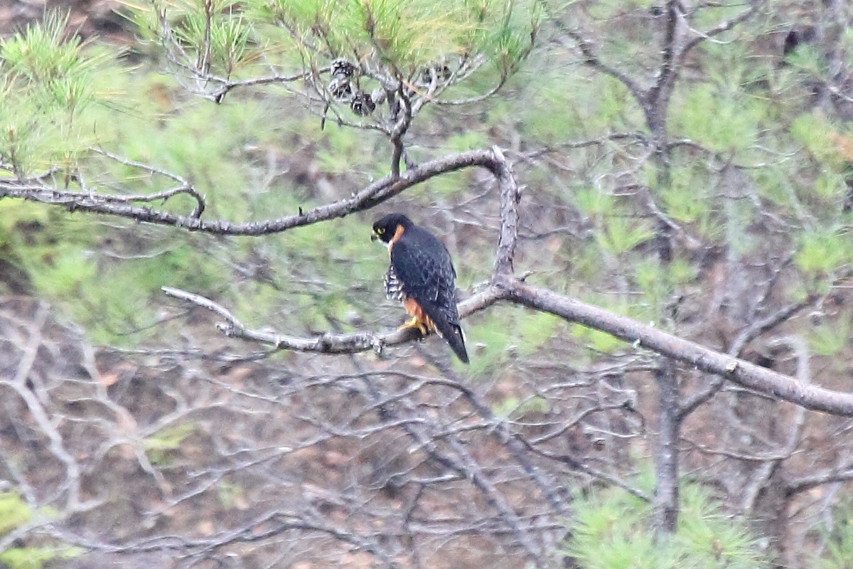 Orange-breasted Falcon - ML646296382