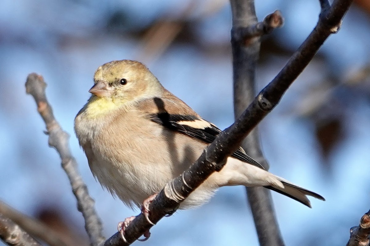 American Goldfinch - ML646296383