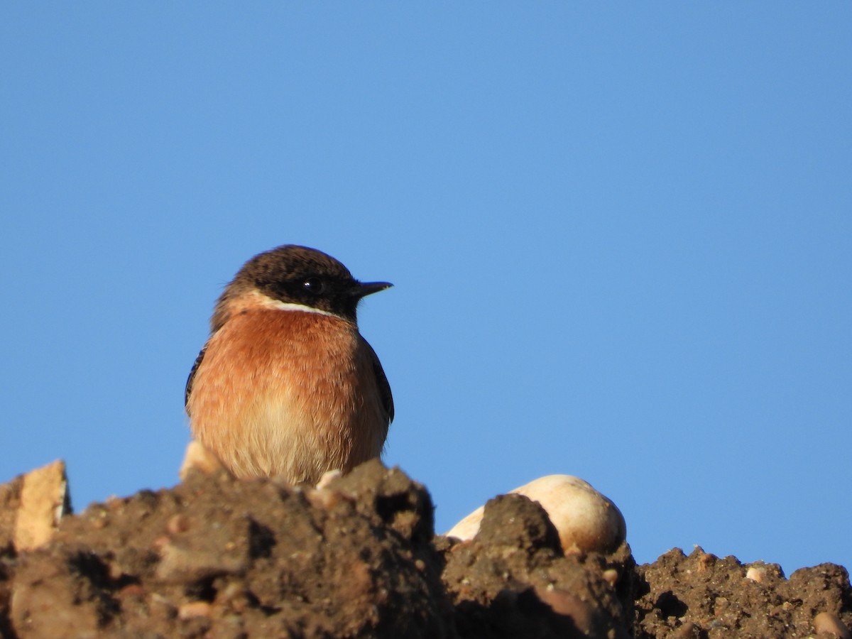 European Stonechat - ML646296384