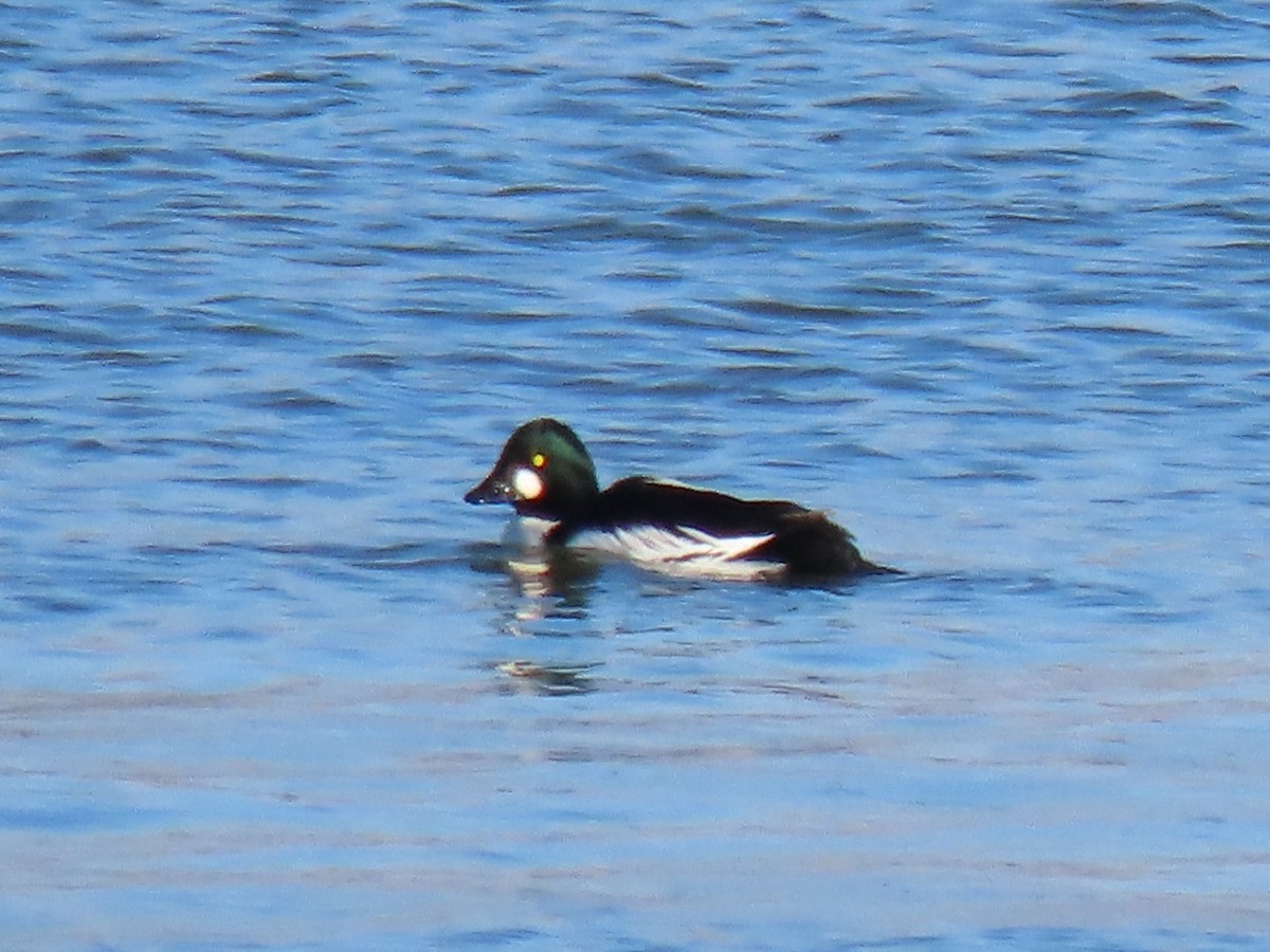 Common Goldeneye - ML646296389