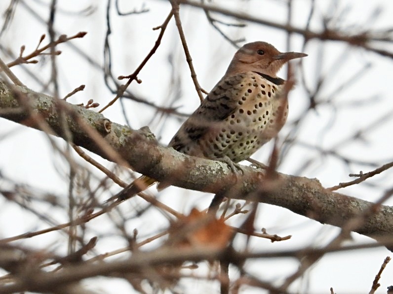 Northern Flicker - ML646296390