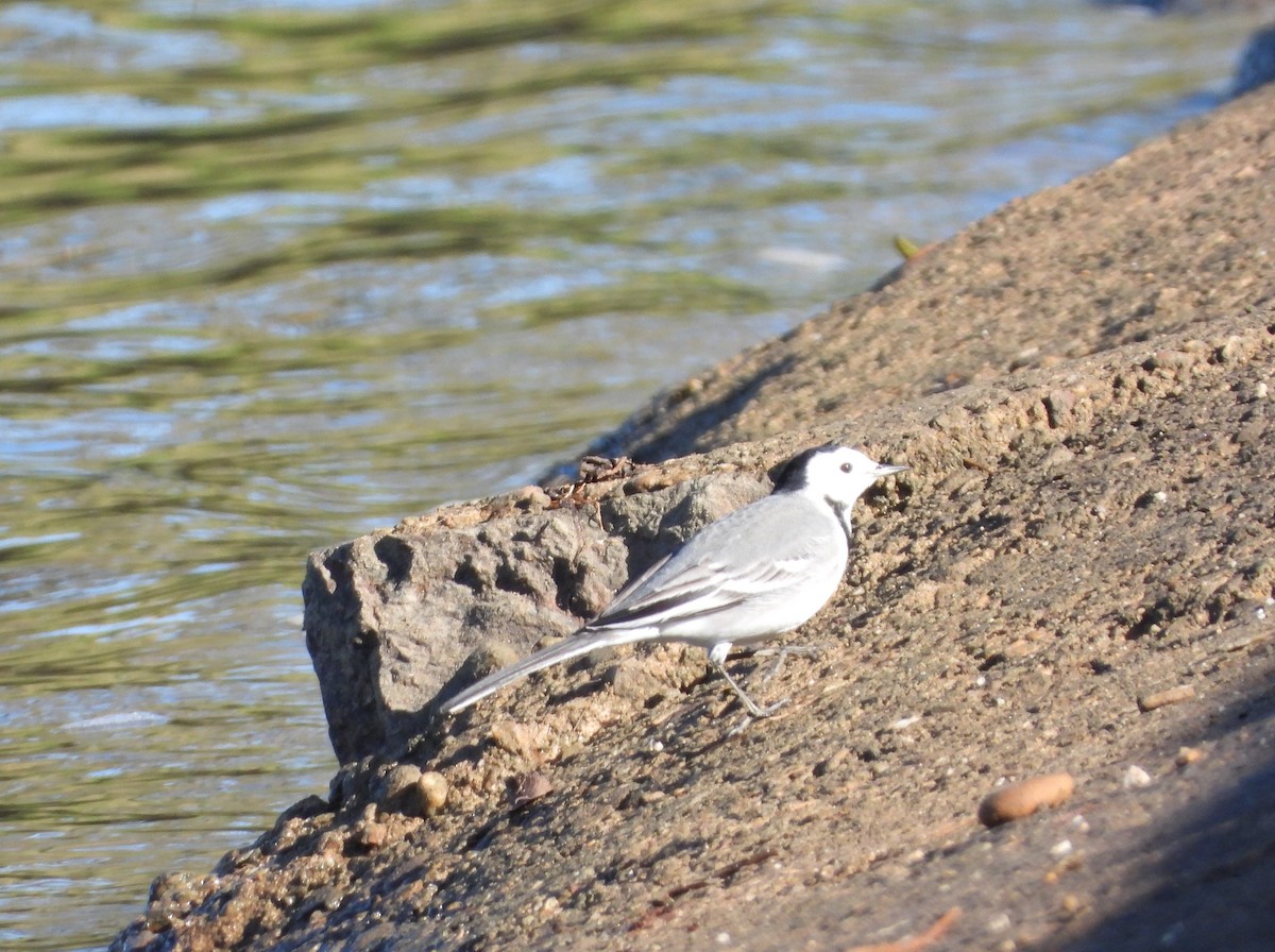 White Wagtail - ML646296391