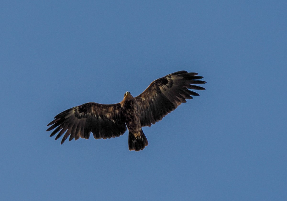 Greater Spotted Eagle - ML646296400
