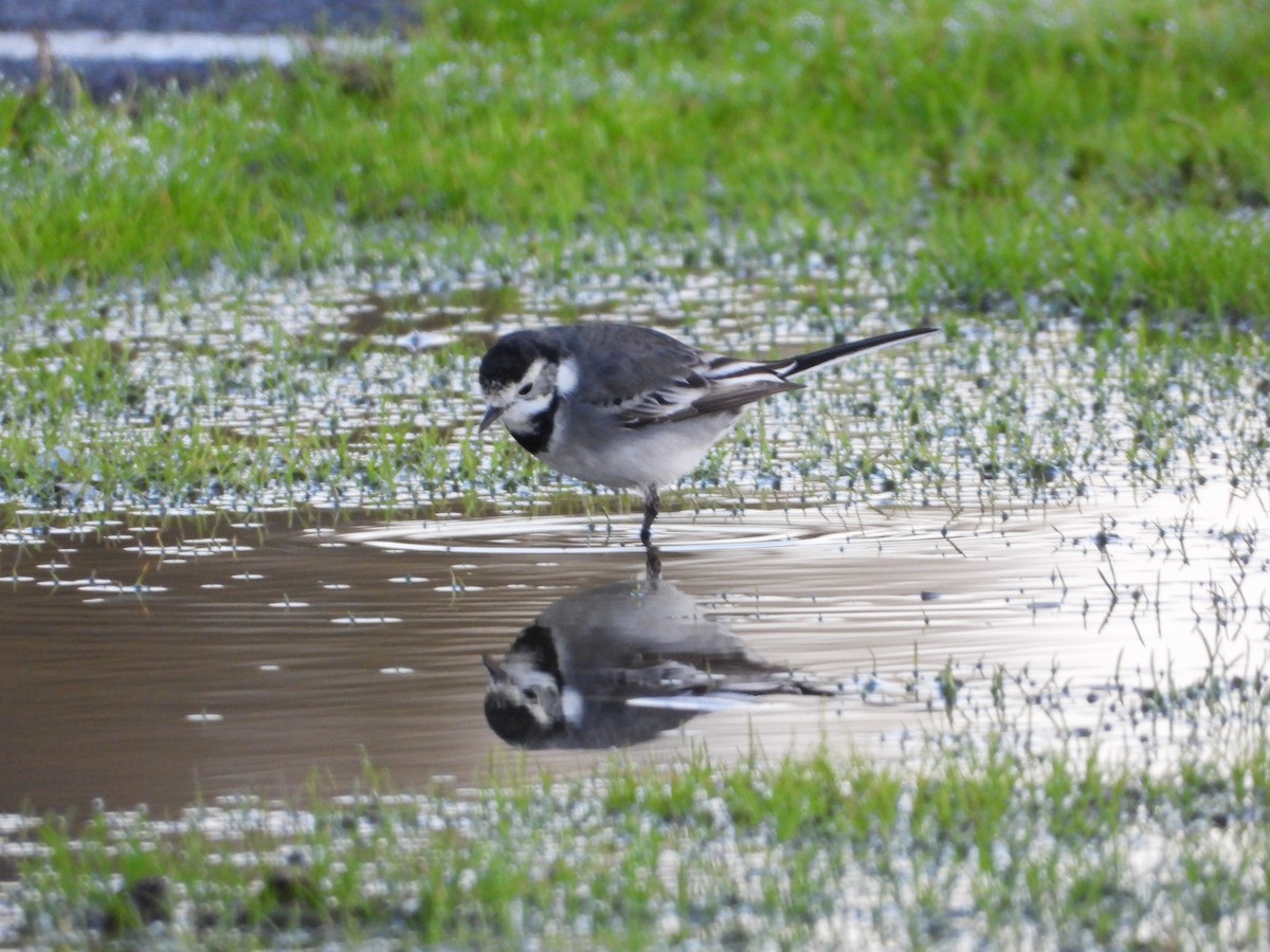 White Wagtail (British) - ML646296401
