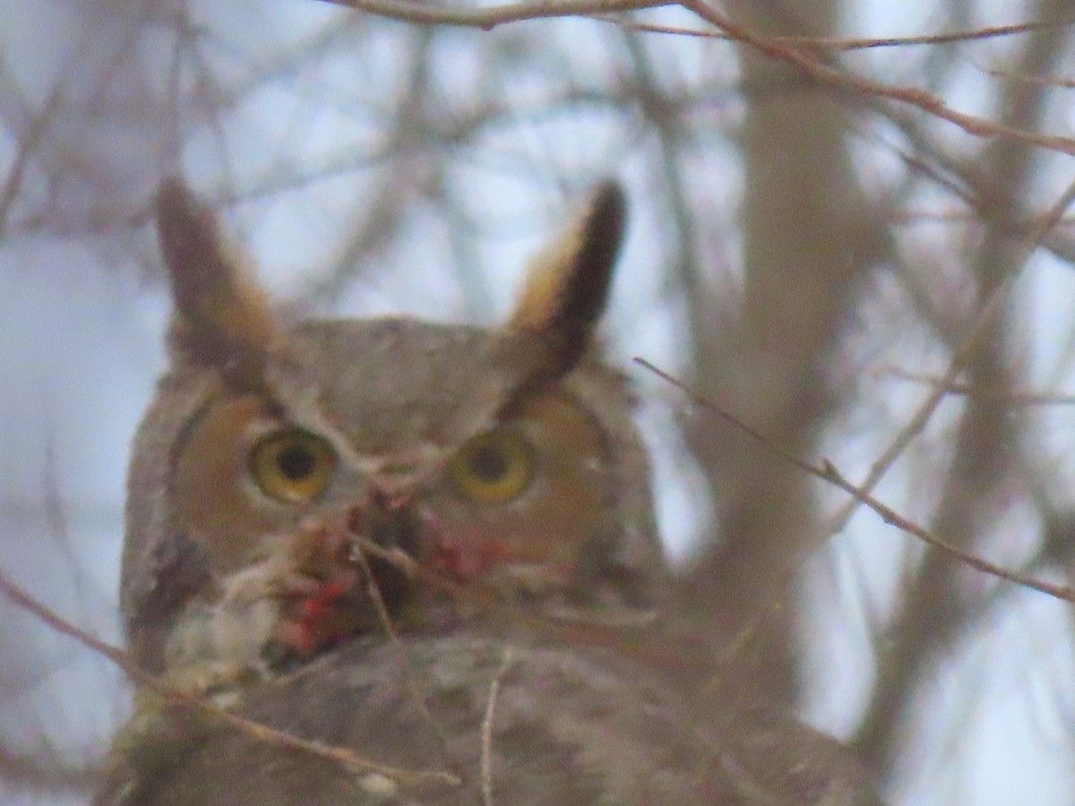 výr virginský - ML646296413