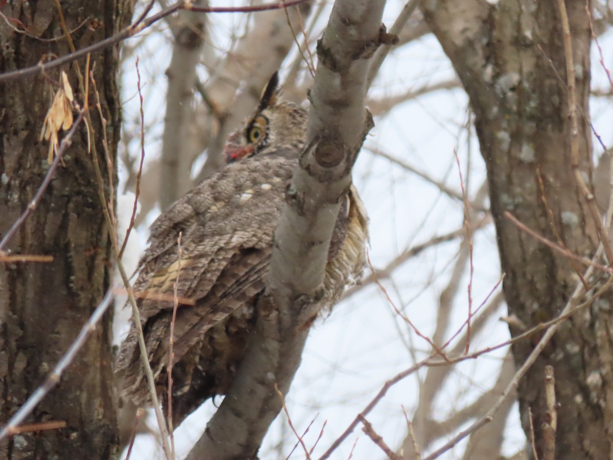 výr virginský - ML646296414