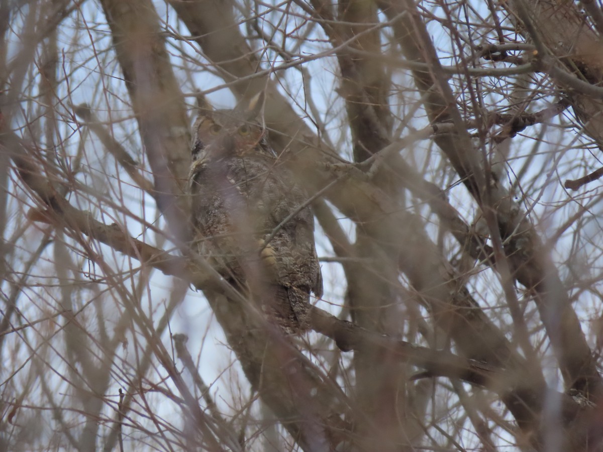 výr virginský - ML646296416