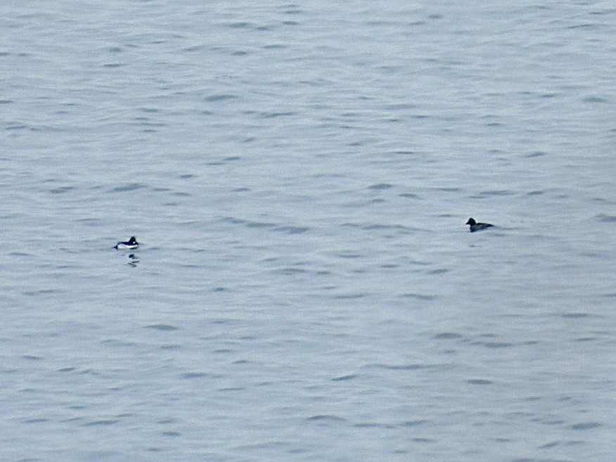 Common Goldeneye - ML646296417