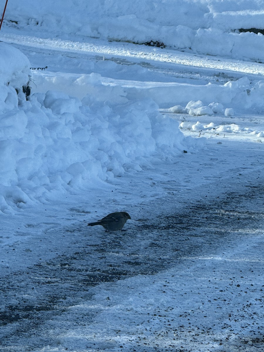 Pine Grosbeak - ML646296418