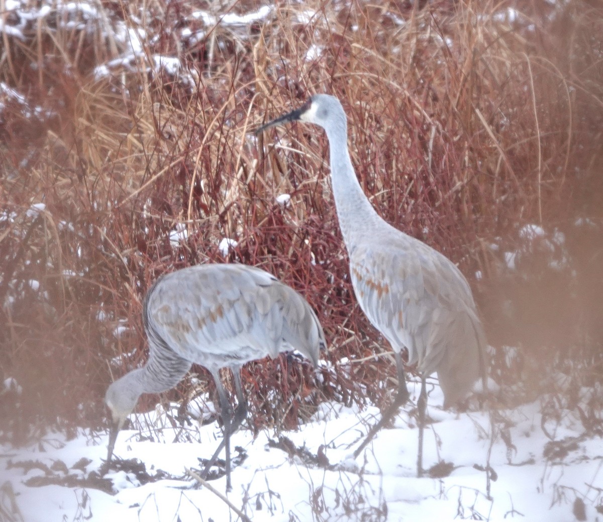 Sandhill Crane - ML646296420