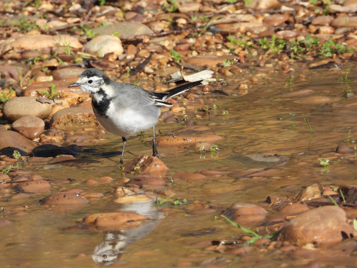 White Wagtail (British) - ML646296421