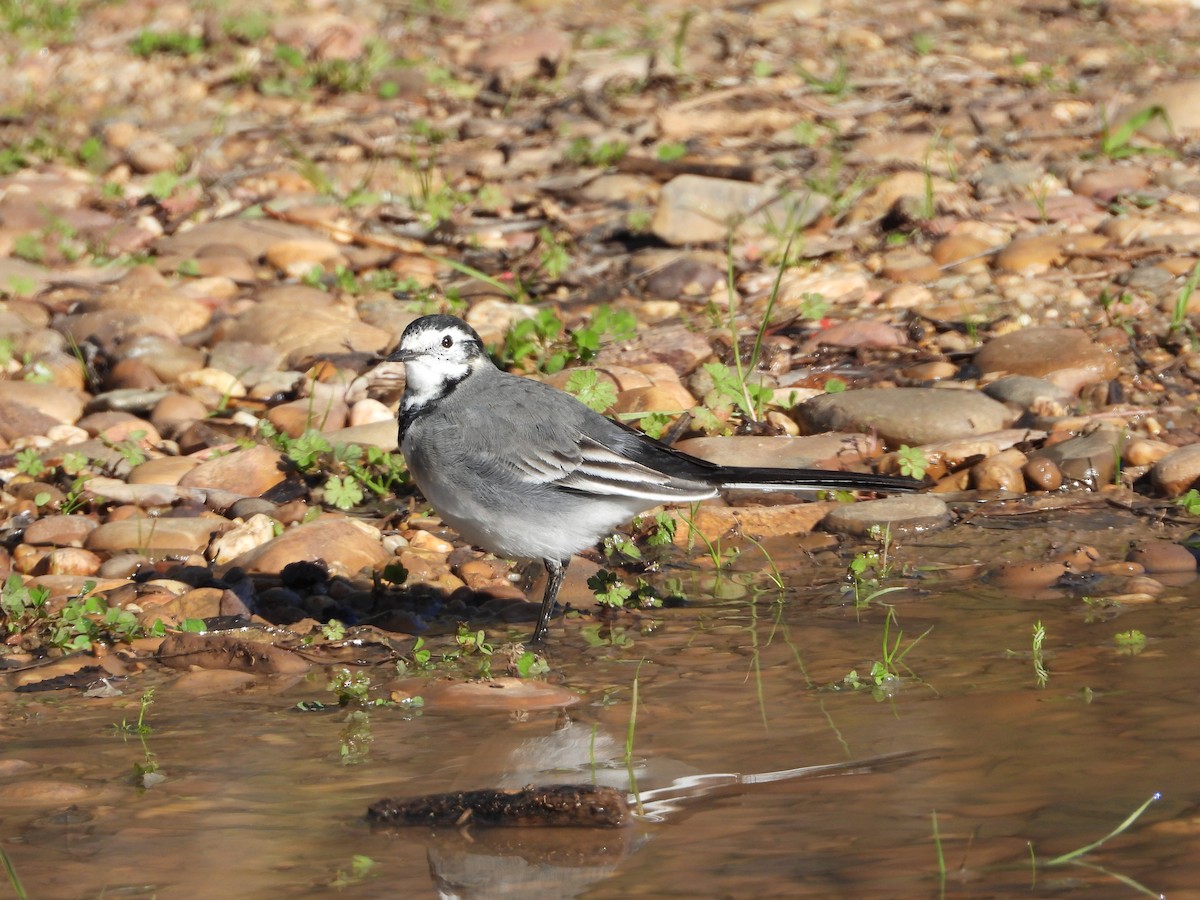 White Wagtail (British) - ML646296422