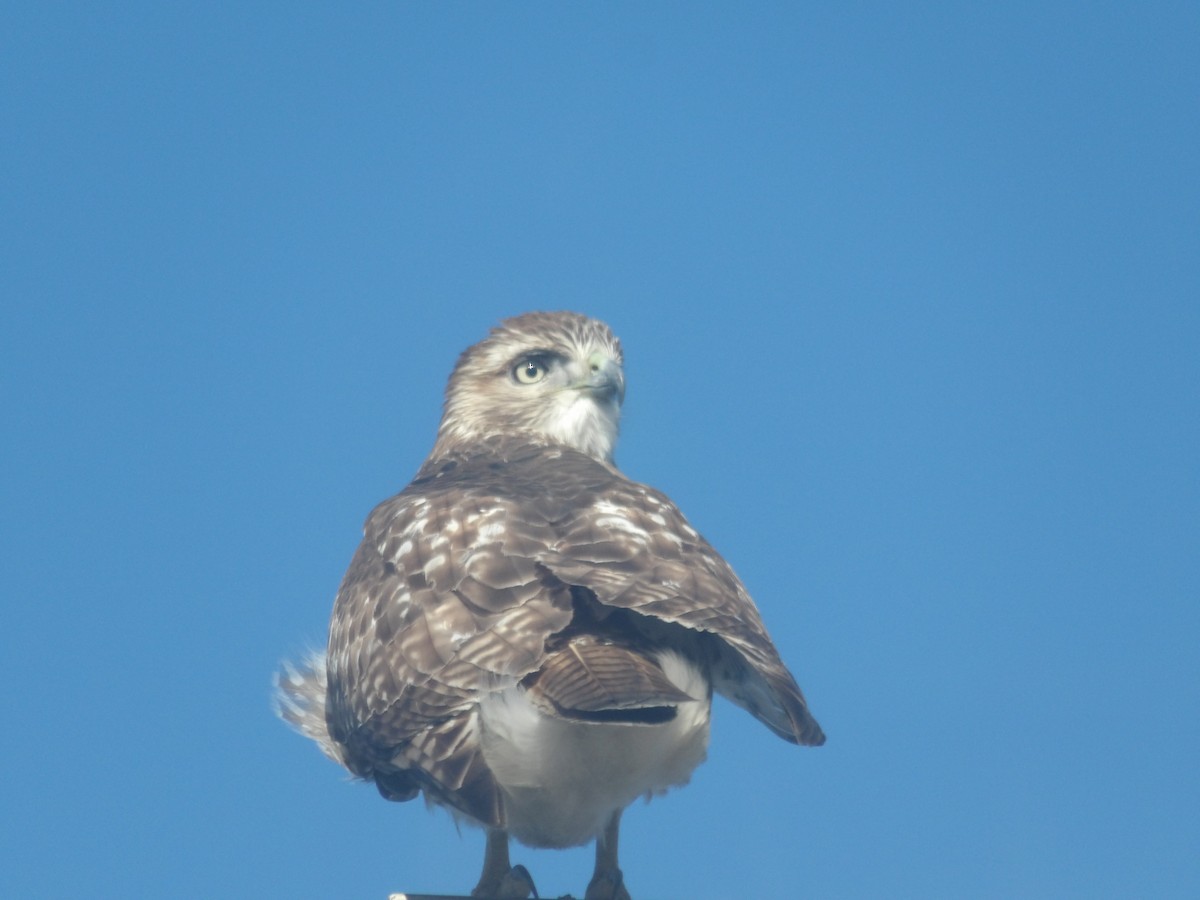 Busardo Colirrojo (borealis) - ML646296424