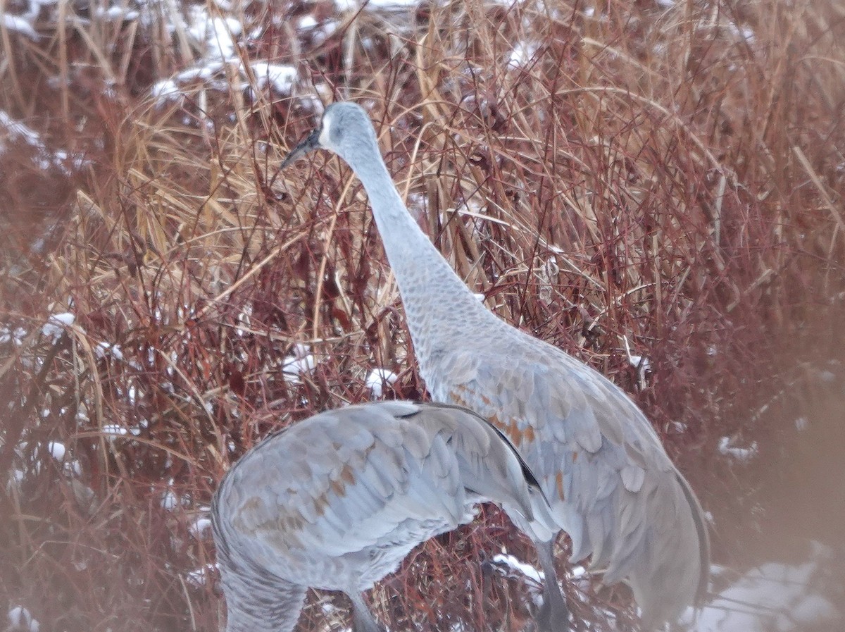 Sandhill Crane - ML646296431