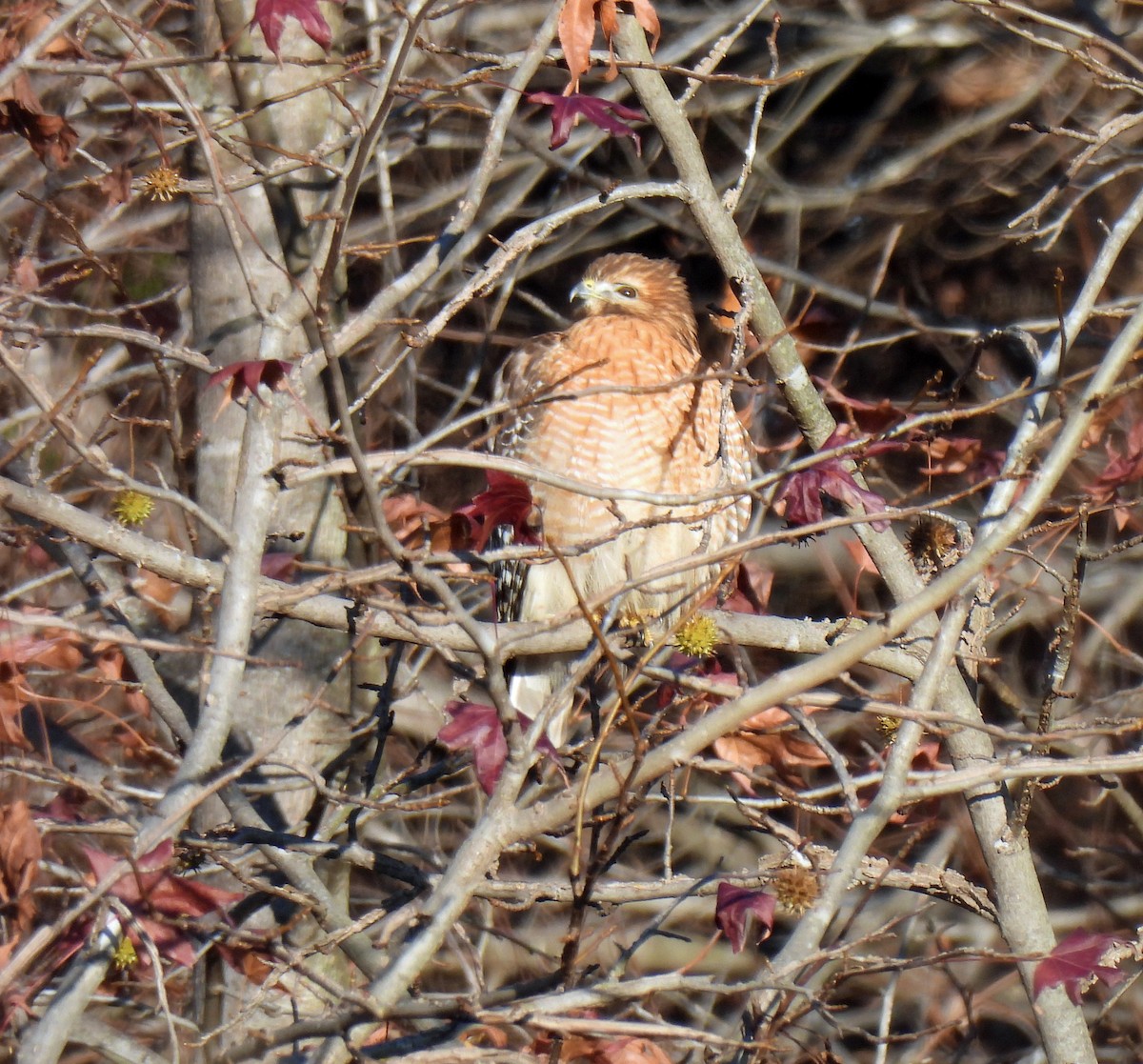 Red-shouldered Hawk - ML646296433