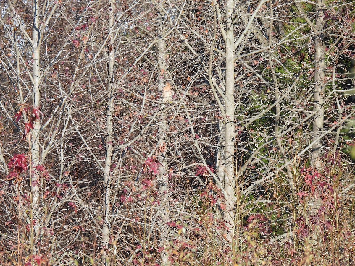 Red-shouldered Hawk - ML646296434