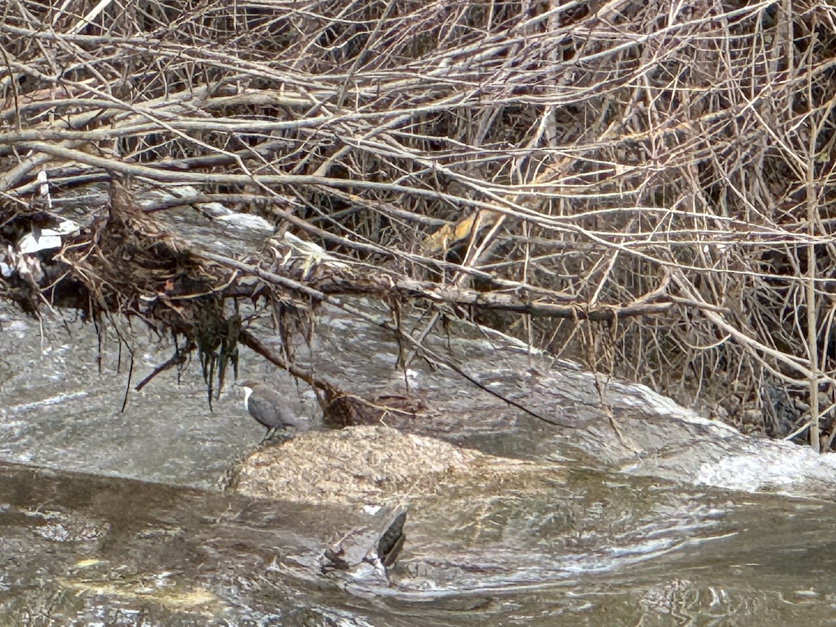 White-throated Dipper - ML646296436
