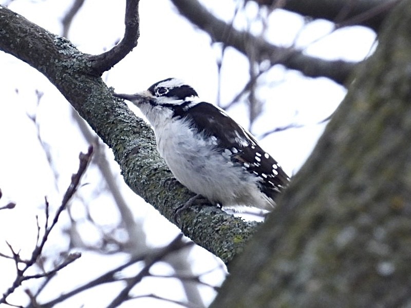 Hairy Woodpecker - ML646296446