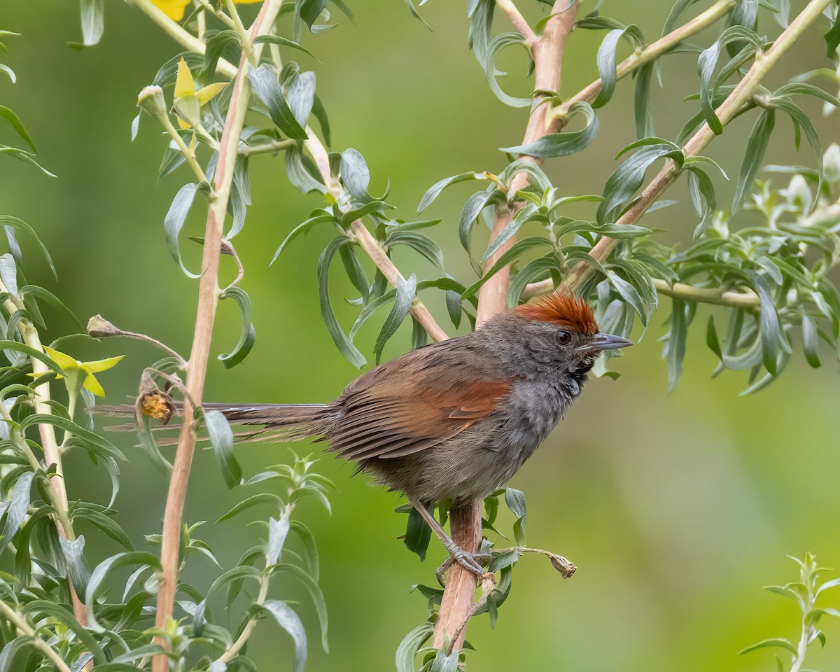 Spix's Spinetail - ML646296452