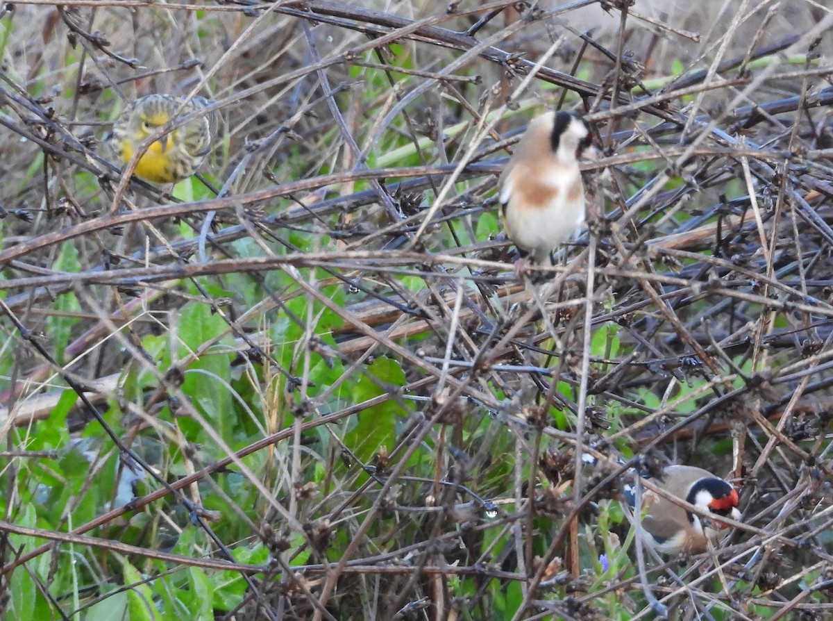 European Goldfinch - ML646296458