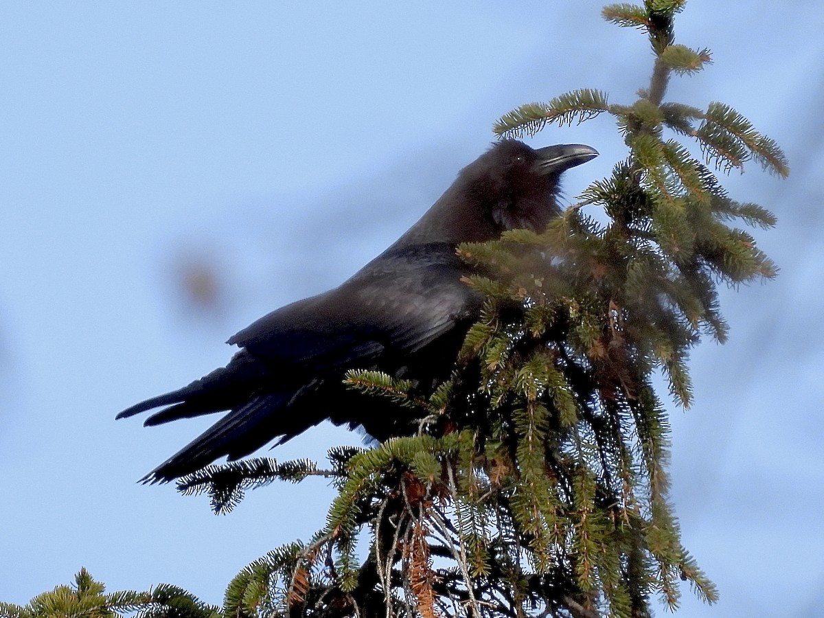 Common Raven - ML646296460