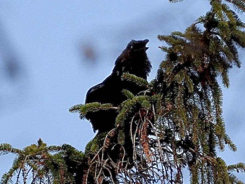 Common Raven - ML646296461