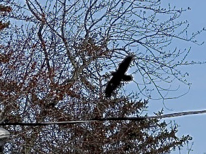 Common Raven - ML646296462