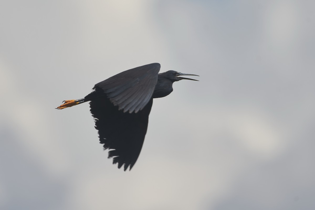 Black Heron - ML646296463