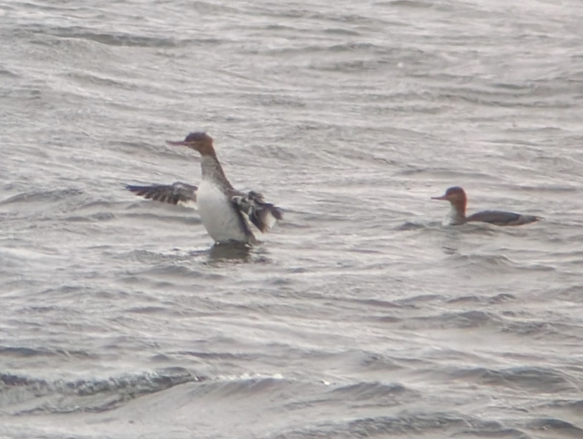 Сэвгэр бохио - ML646296465