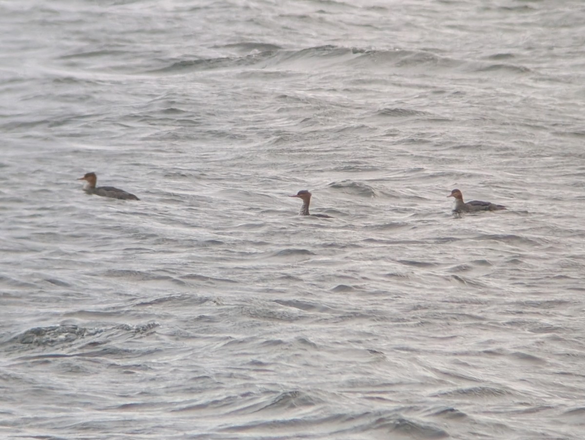 Сэвгэр бохио - ML646296466