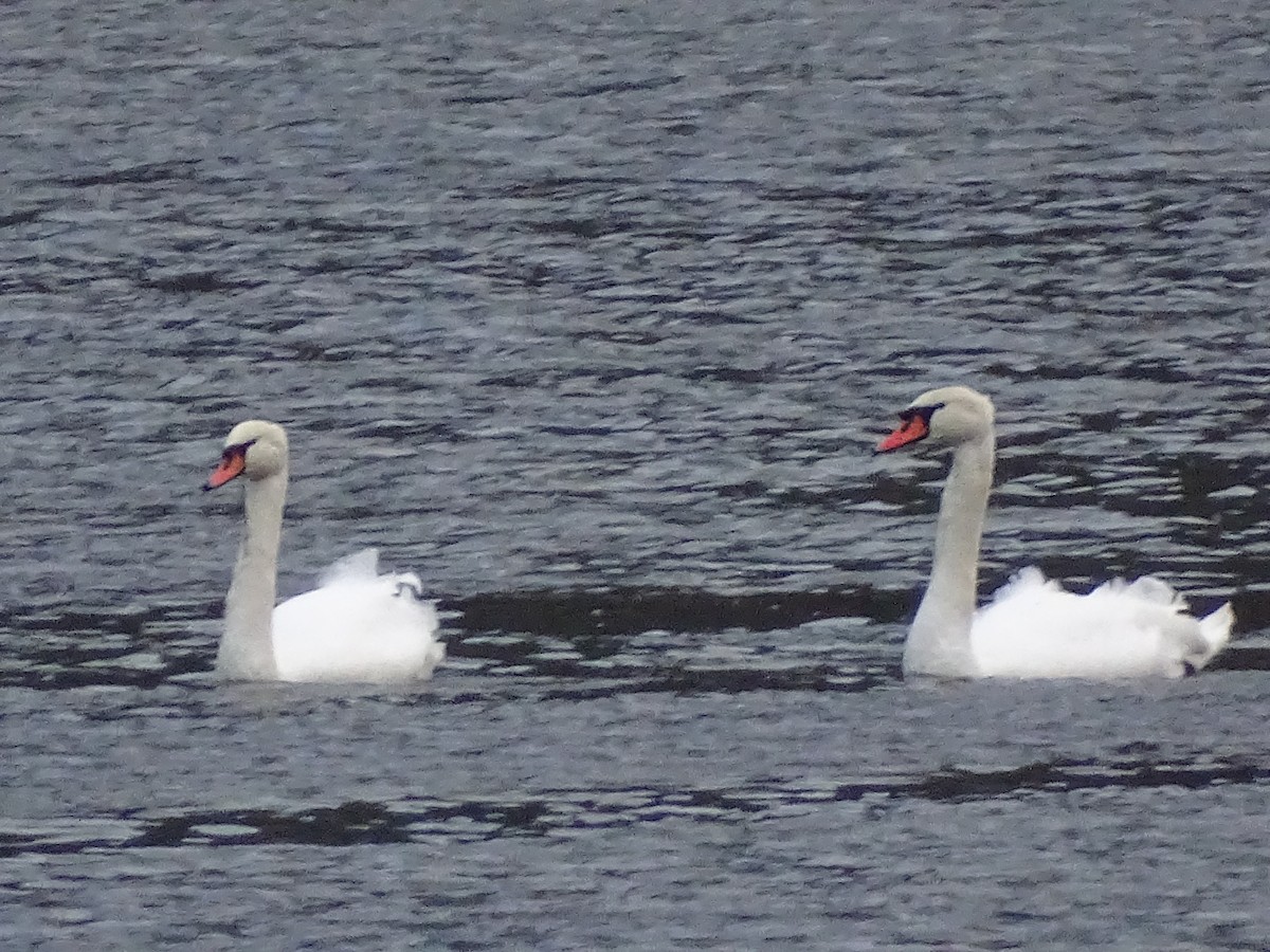 Mute Swan - ML646296467