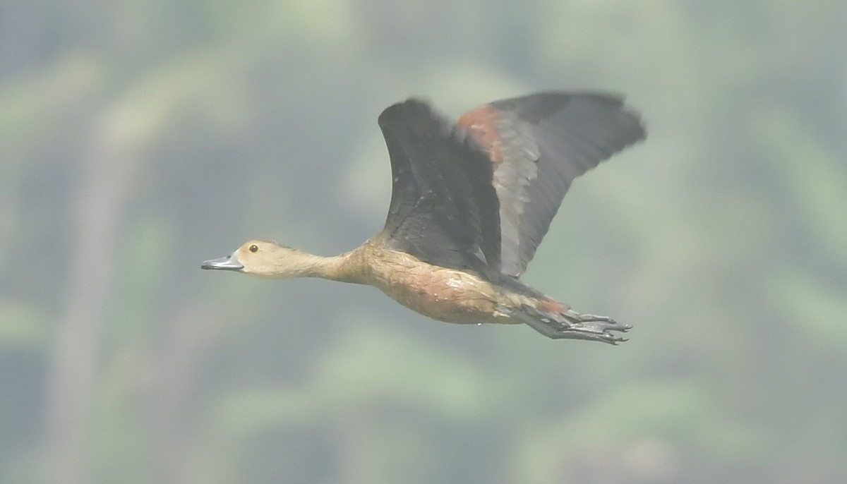 Lesser Whistling-Duck - ML646296468