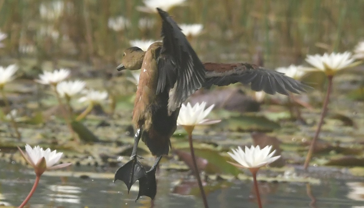 Lesser Whistling-Duck - ML646296469