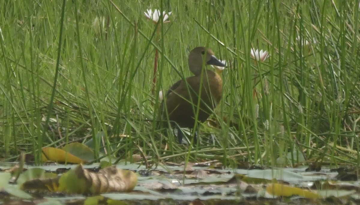 Lesser Whistling-Duck - ML646296470