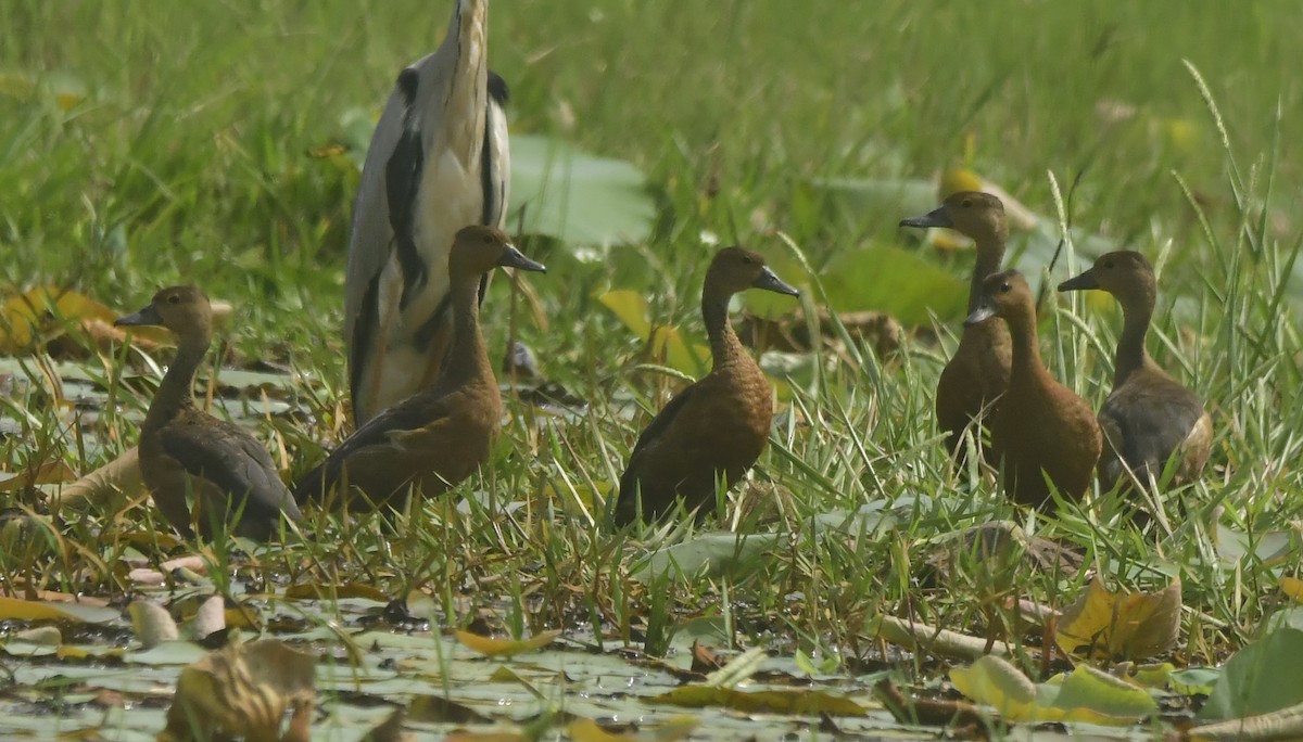 Lesser Whistling-Duck - ML646296471