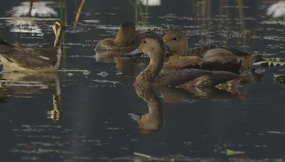 Lesser Whistling-Duck - ML646296472